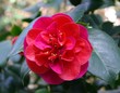 le camélia bicolor