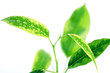 branches of ficus. close up.
