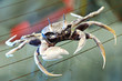 hawaiian crab 1