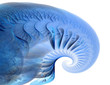 blue shell - fractal art