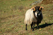 ram