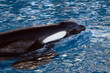 orca
