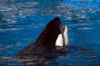 orca