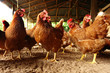 gallina 2