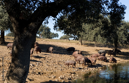 Foto: cerdos ibéricos cerdos ibéricos