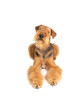 airedale
