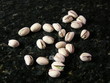 scattered pistachios