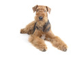 airedale