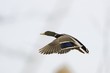 oiseaux 121