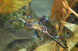 leafy sea dragon