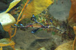 leafy sea dragon