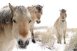 horses in snow horses in snow