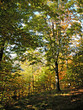 bosco di castagni