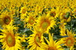 tournesols tournesols