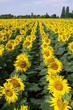 tournesols tournesols