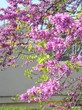 printemps