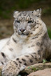 snow leopard