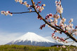 plum blossoms x