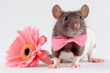 rat near a flower rat near a flower