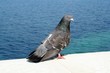 pigeon pigeon