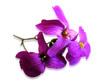 violette