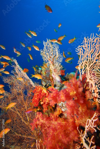 underwater view, coral reef