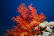 Photo: underwater view, coral reef, soft coral underwater view, coral reef, soft coral