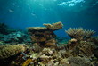 Photo: underwater view, coral reef underwater view, coral reef