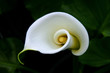 white calla