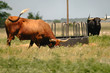 longhorn steer grazing in field