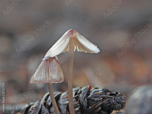 two mushrooms and a pine cone