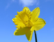 daffodil