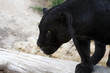 jaguar negro