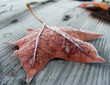 herbst