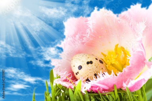 Foto: easter eggs in flower of pink tulip under a bright easter eggs in flower of pink tulip under a bright
