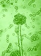 Photo: microbiology microbiology
