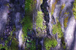 mossy rock