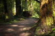 forest path