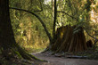 large tree