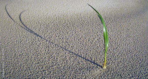 lonely grass