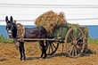 Image : donkey waiting with his load
