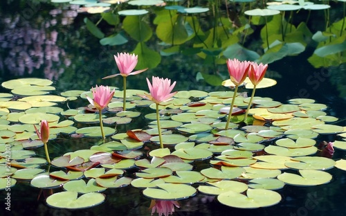 Photo: beautiful water garden beautiful water garden