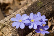 round-lobed hepatica, early springtime