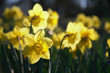 springtime daffodils