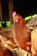 gallina 5