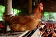 gallina 3