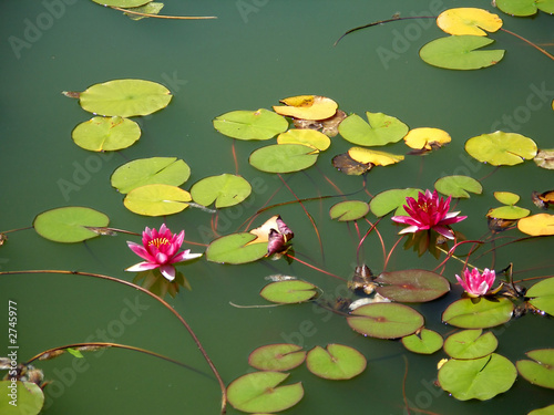 Photo: water lilies water lilies