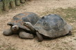 tortues