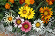 mixed color gazania mixed color gazania