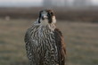 falcon